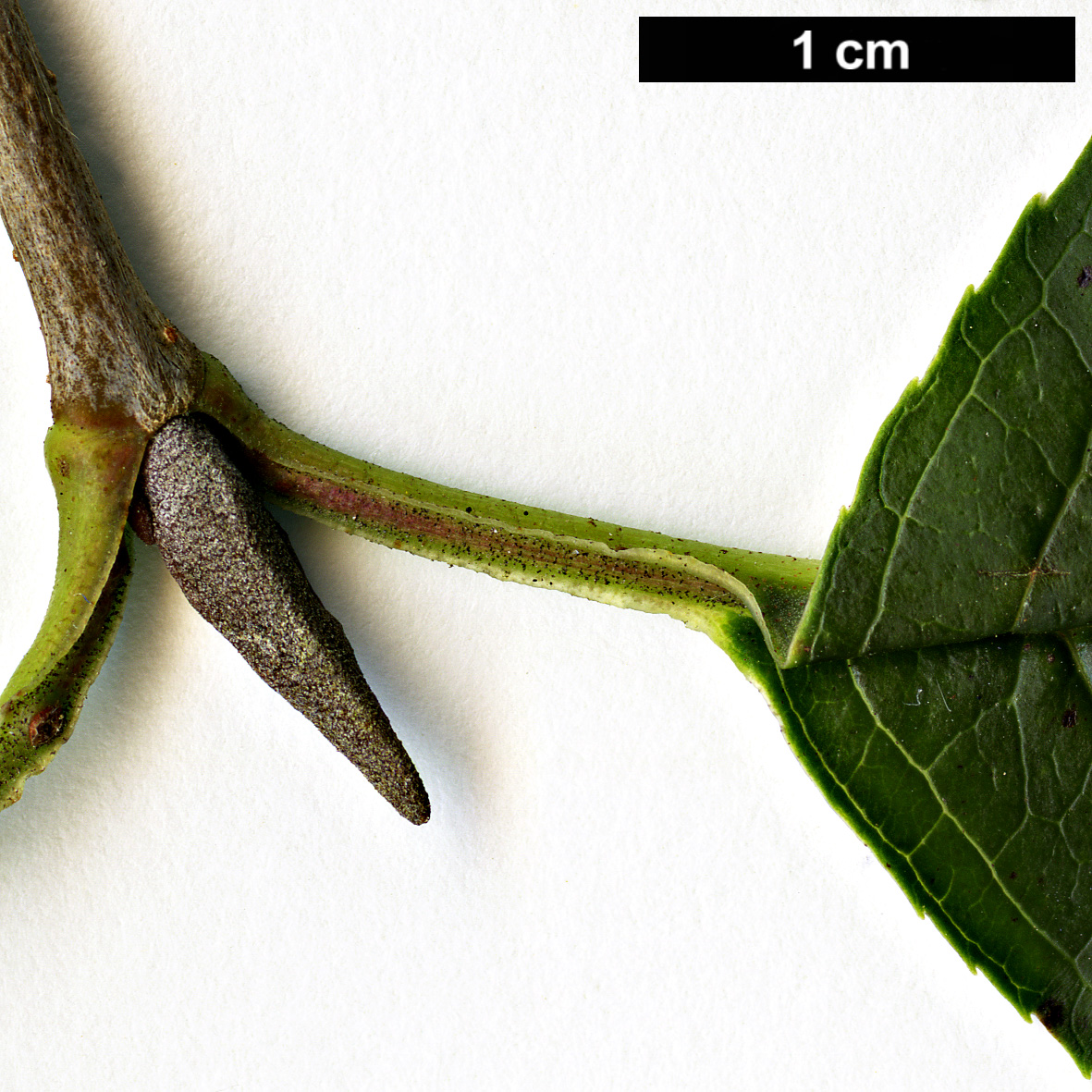 High resolution image: Family: Adoxaceae - Genus: Viburnum - Taxon: ×jackii (V.lentago × V.prunifolium)